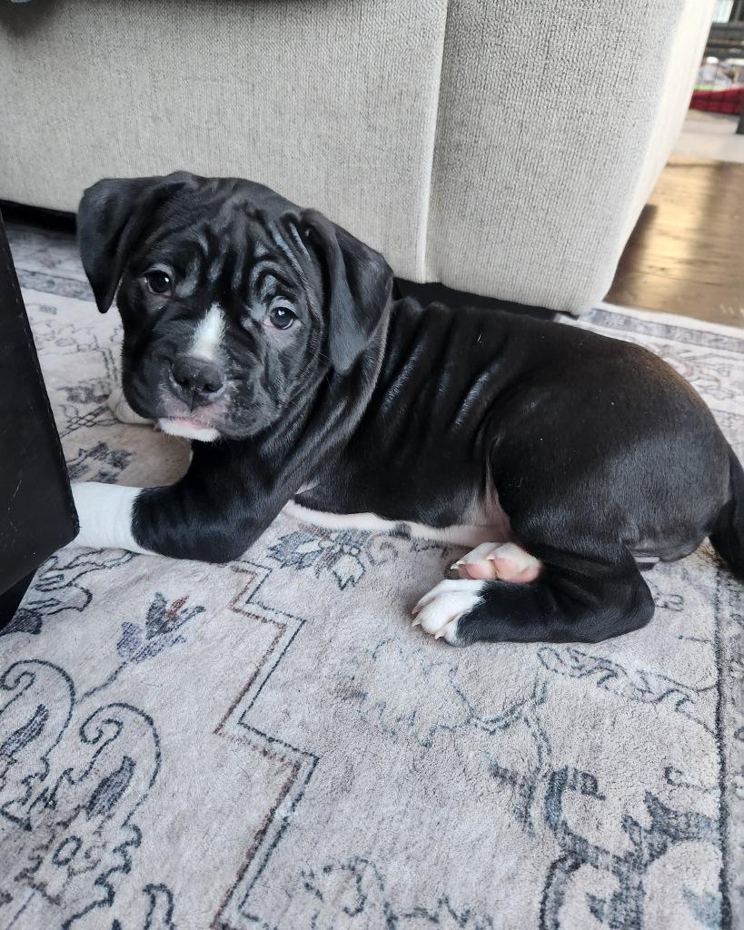 Kip, Adoptable, Puppy Female Boxer & American Bulldog.