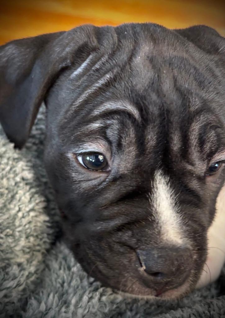 Kip, a Adoptable mixed breed in Toronto, ON image 2/6