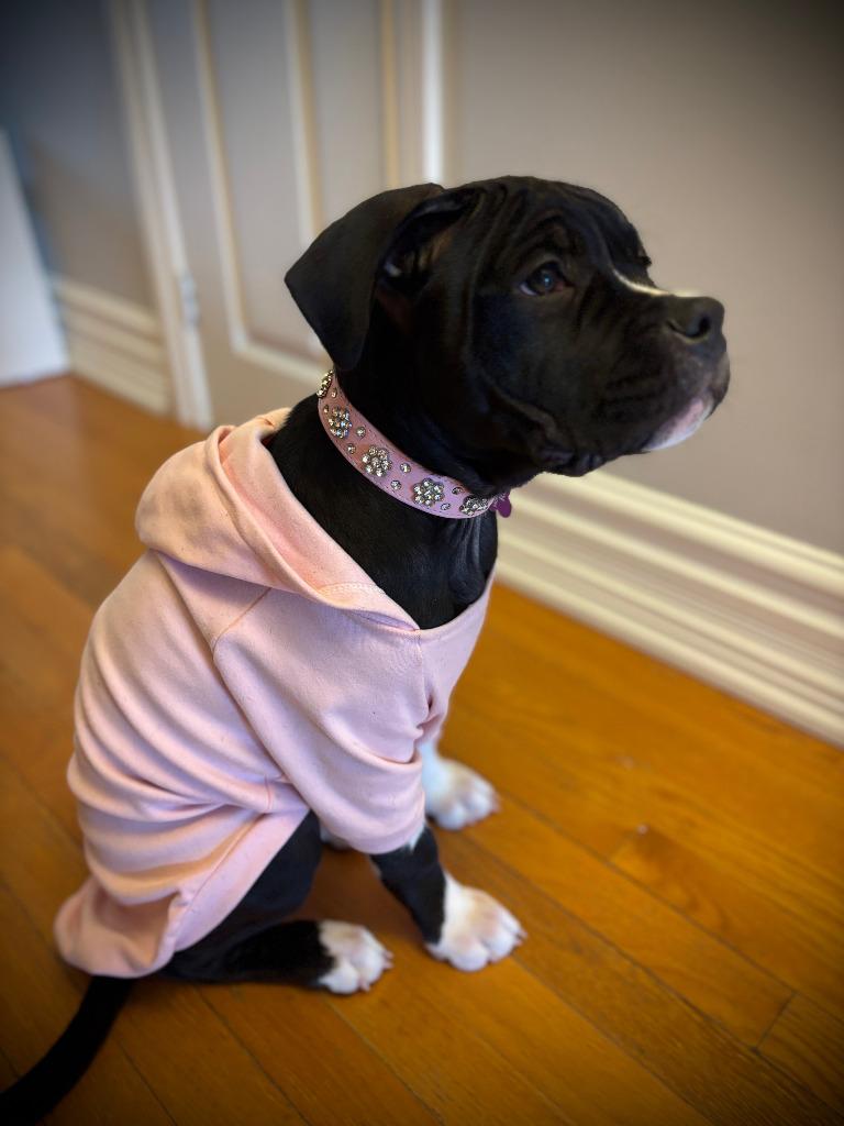 Kip, a Adoptable mixed breed in Toronto, ON image 3/6