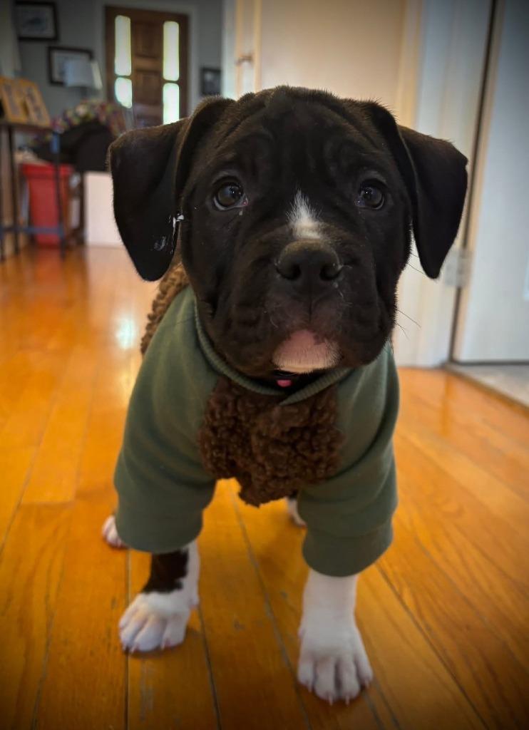 Kip, a Adoptable mixed breed in Toronto, ON image 4/6