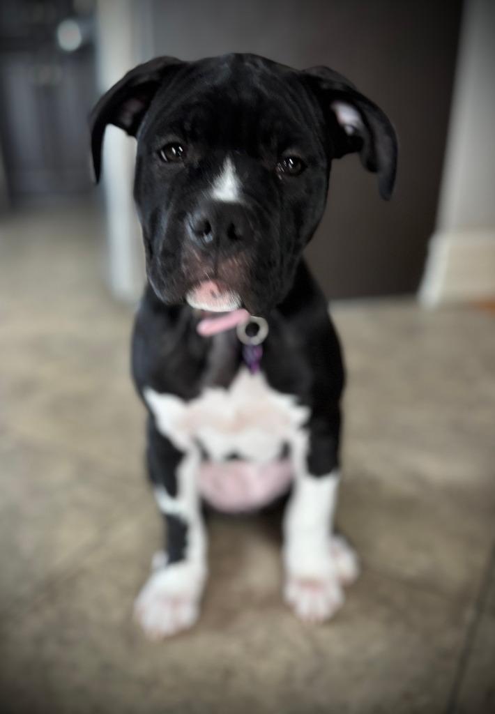 Kip, a Adoptable mixed breed in Toronto, ON image 5/6