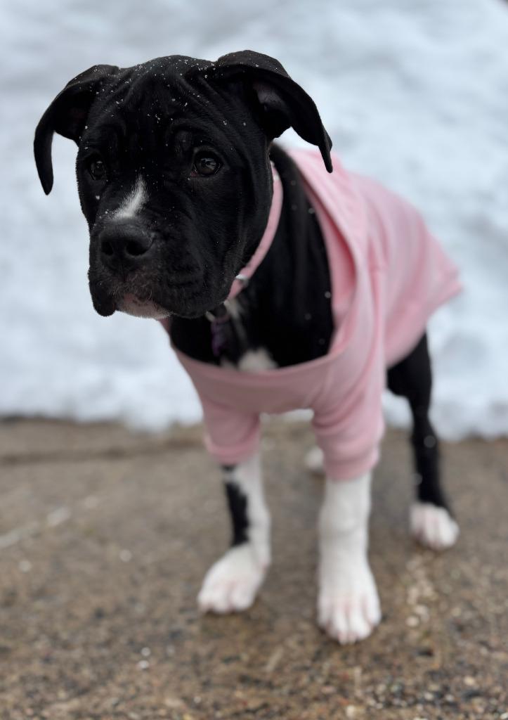 Kip, a Adoptable mixed breed in Toronto, ON image 6/6