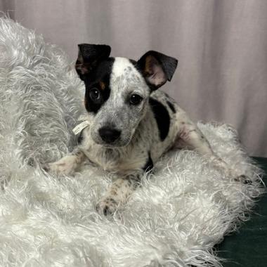 Squash D26-169, Adoptable, Puppy Female Australian Cattle Dog / Blue Heeler.
