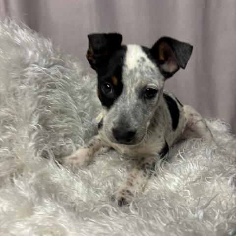 Enlarge Squash D26-169, a Adoptable Australian Cattle Dog / Blue Heeler in Lebanon, TN image 2/4