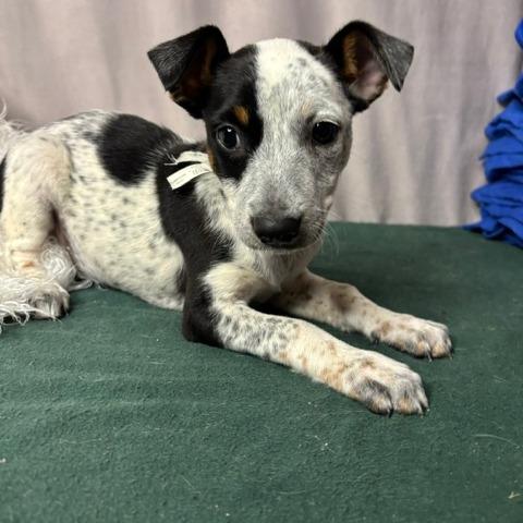 Enlarge Squash D26-169, a Adoptable Australian Cattle Dog / Blue Heeler in Lebanon, TN image 3/4