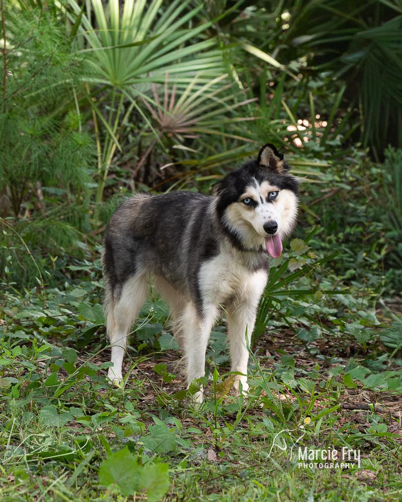 Enlarge Amora, a ADOPTABLE mixed breed in Lake Helen, FL image 1/1