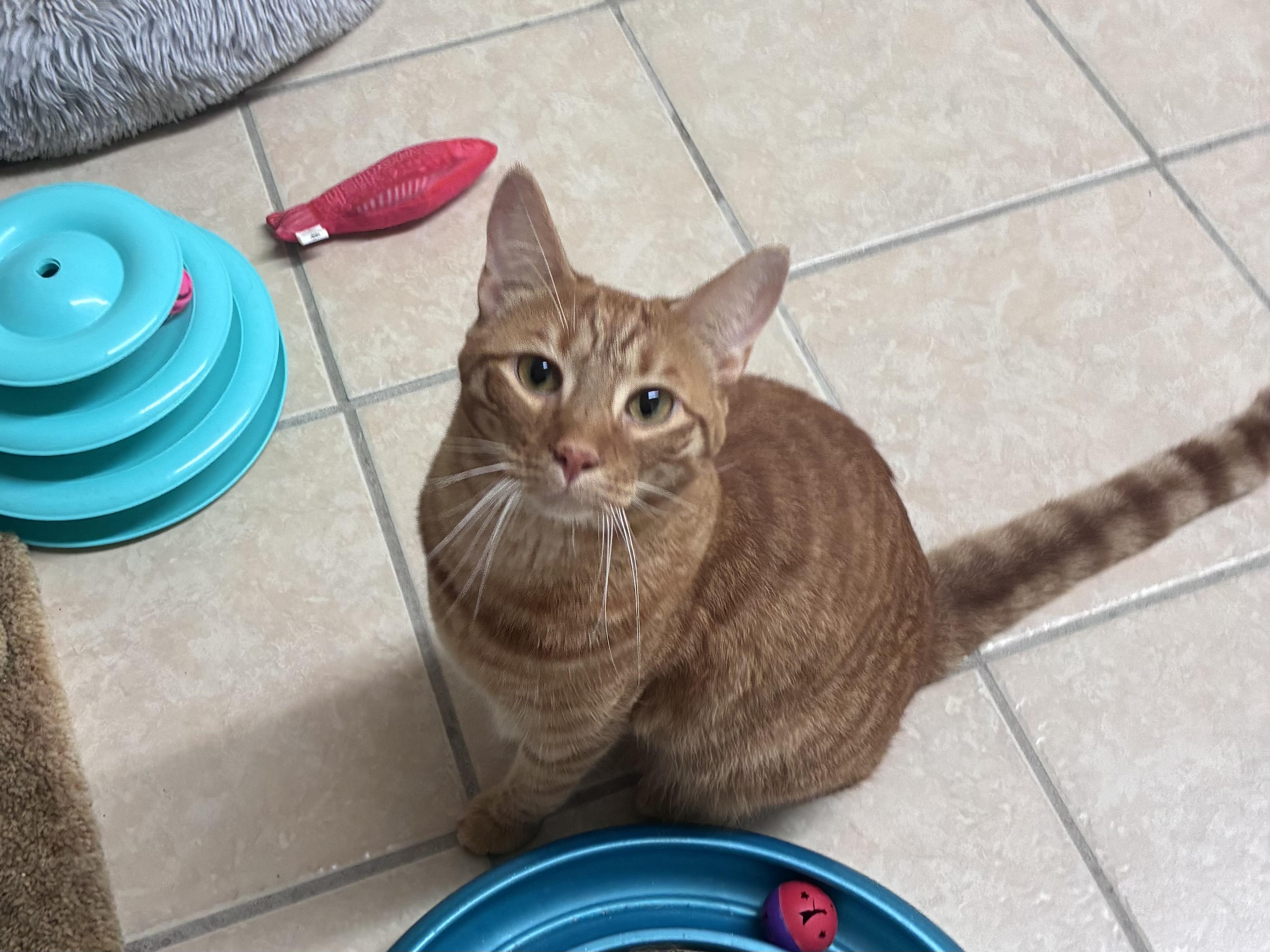 Enlarge Target and Stripes, a ADOPTABLE Domestic Short Hair in Ruskin, FL image 2/5