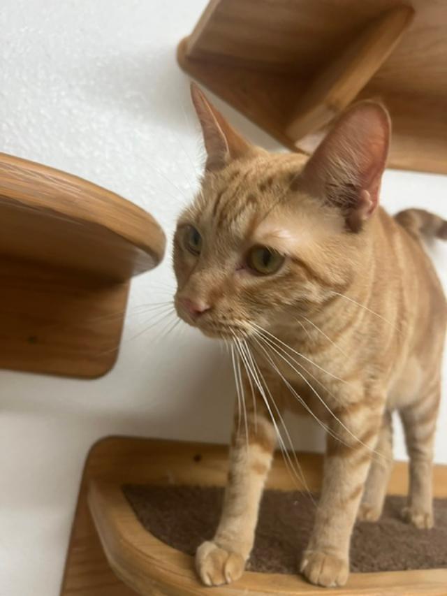 Enlarge Target and Stripes, a ADOPTABLE Domestic Short Hair in Ruskin, FL image 3/5