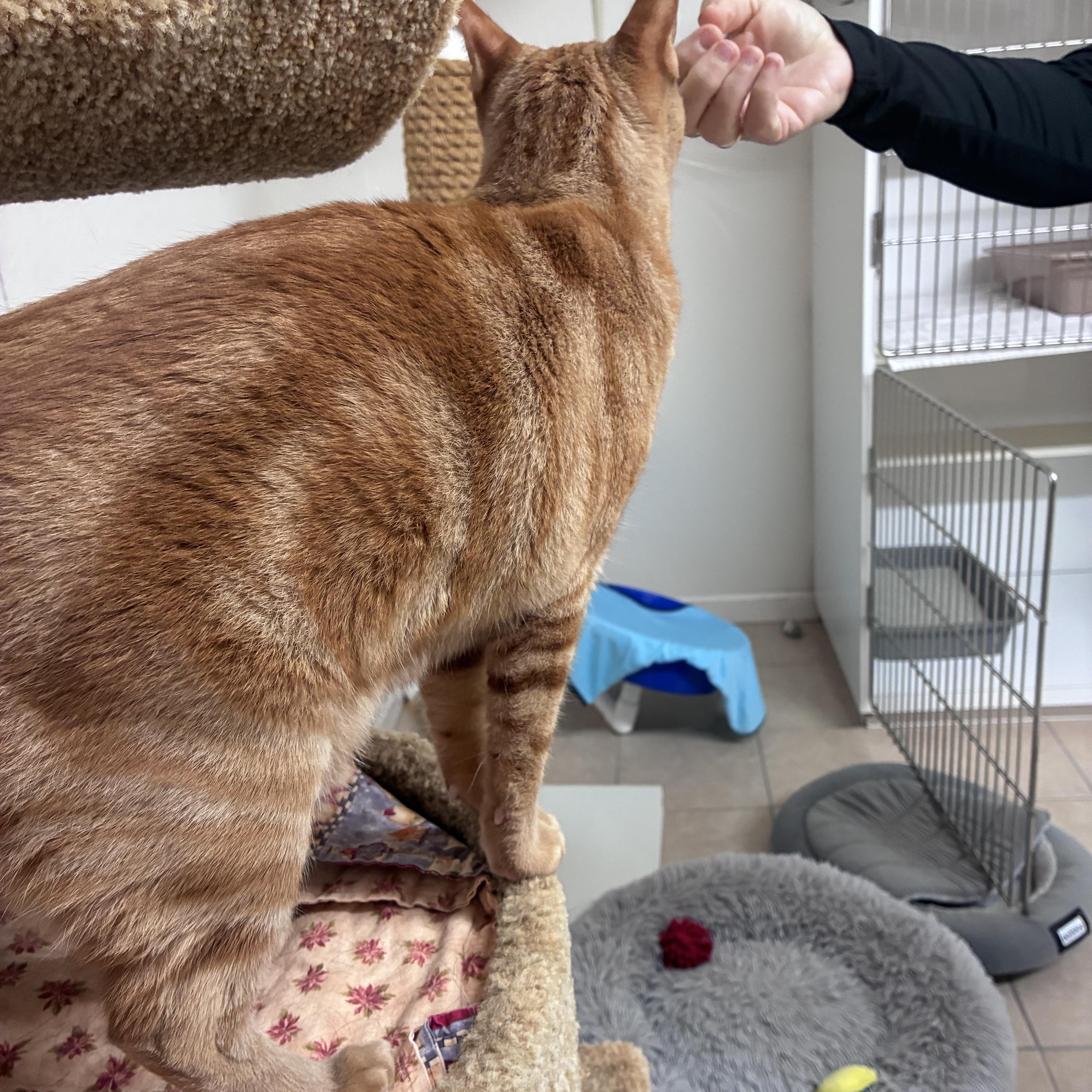 Enlarge Target and Stripes, a ADOPTABLE Domestic Short Hair in Ruskin, FL image 5/5
