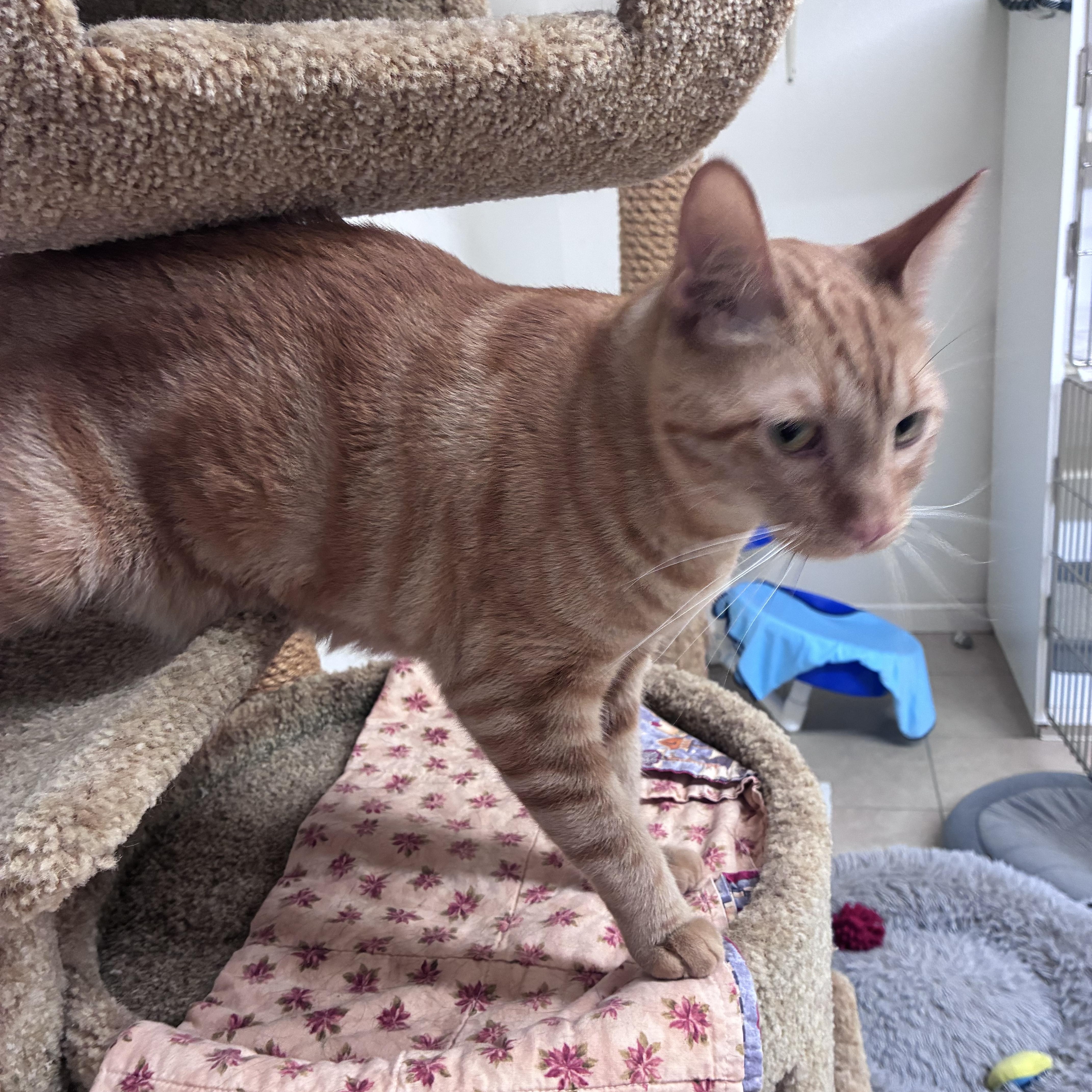 Enlarge Target and Stripes, a ADOPTABLE Domestic Short Hair in Ruskin, FL image 4/5