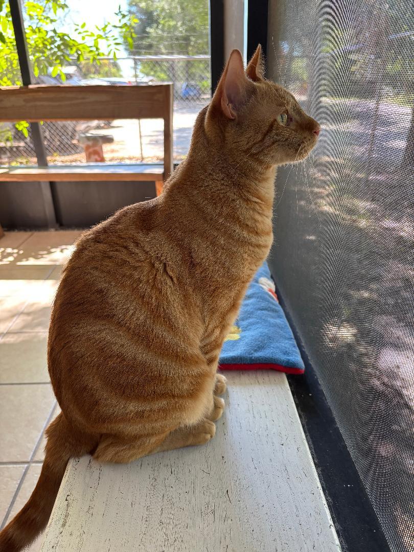 Target and Stripes, ADOPTABLE, Young Male Domestic Short Hair.