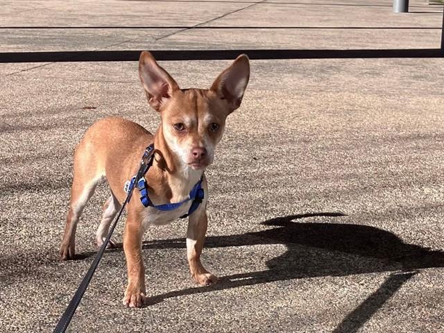 Enlarge SADIE, a Adoptable Chihuahua in Palo Alto, CA image 1/1