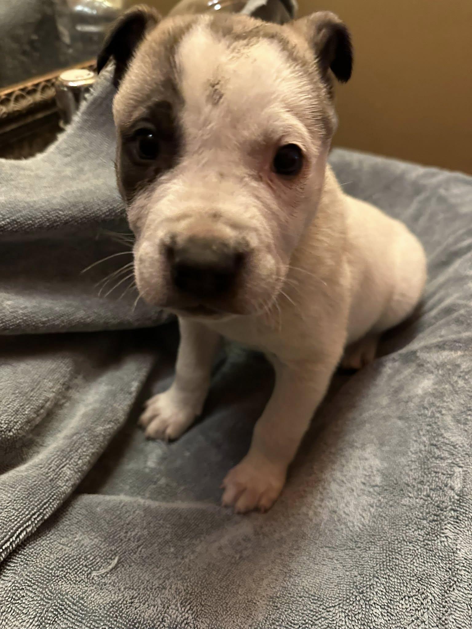 Jerry, Adoptable, Puppy Male American Bulldog.