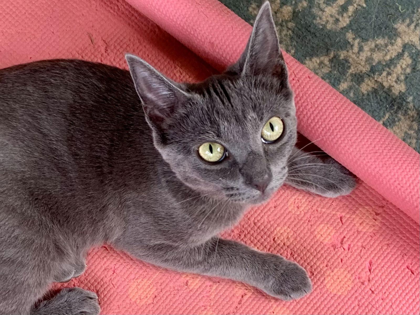 Enlarge *Olive, a Adoptable Domestic Short Hair in Forest, VA image 1/3