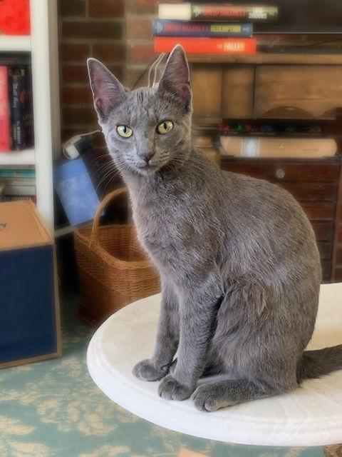 Enlarge *Olive, a Adoptable Domestic Short Hair in Forest, VA image 2/3
