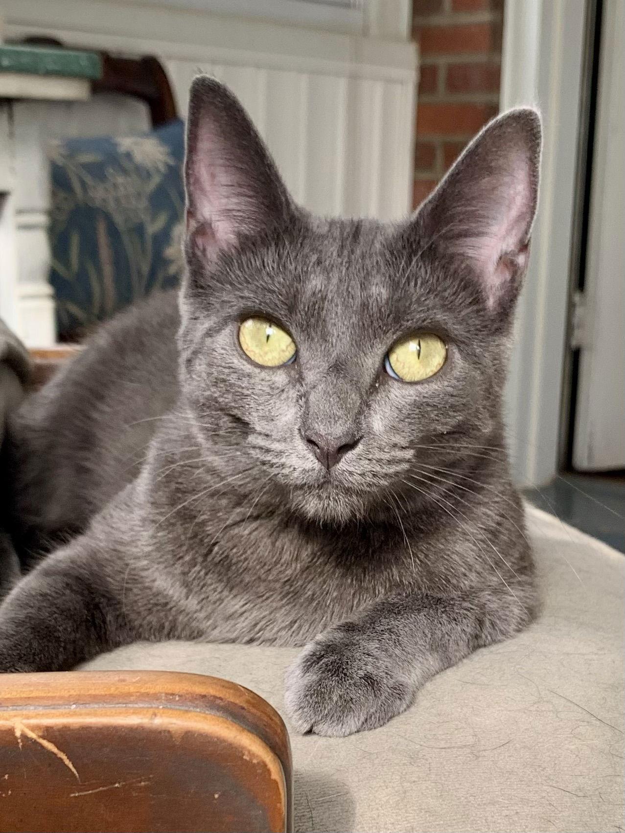 Enlarge *Olive, a Adoptable Domestic Short Hair in Forest, VA image 3/3