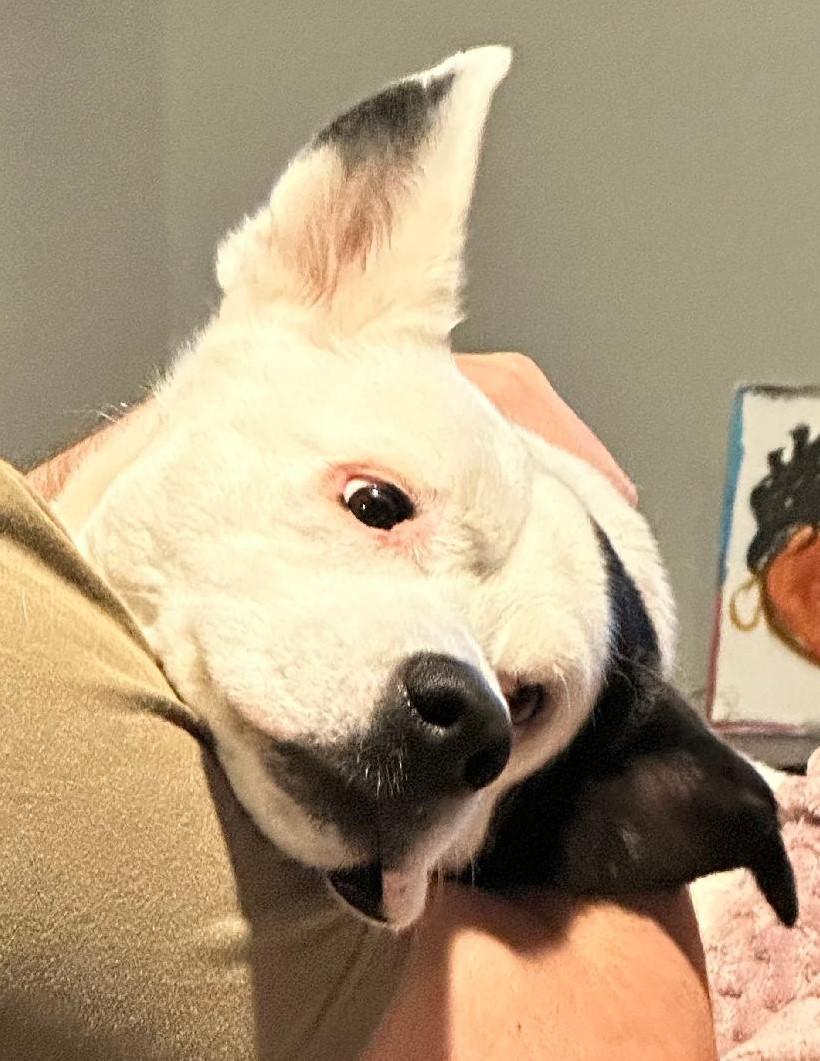 Loki OS 1119, Adoptable, Adult Male Husky.