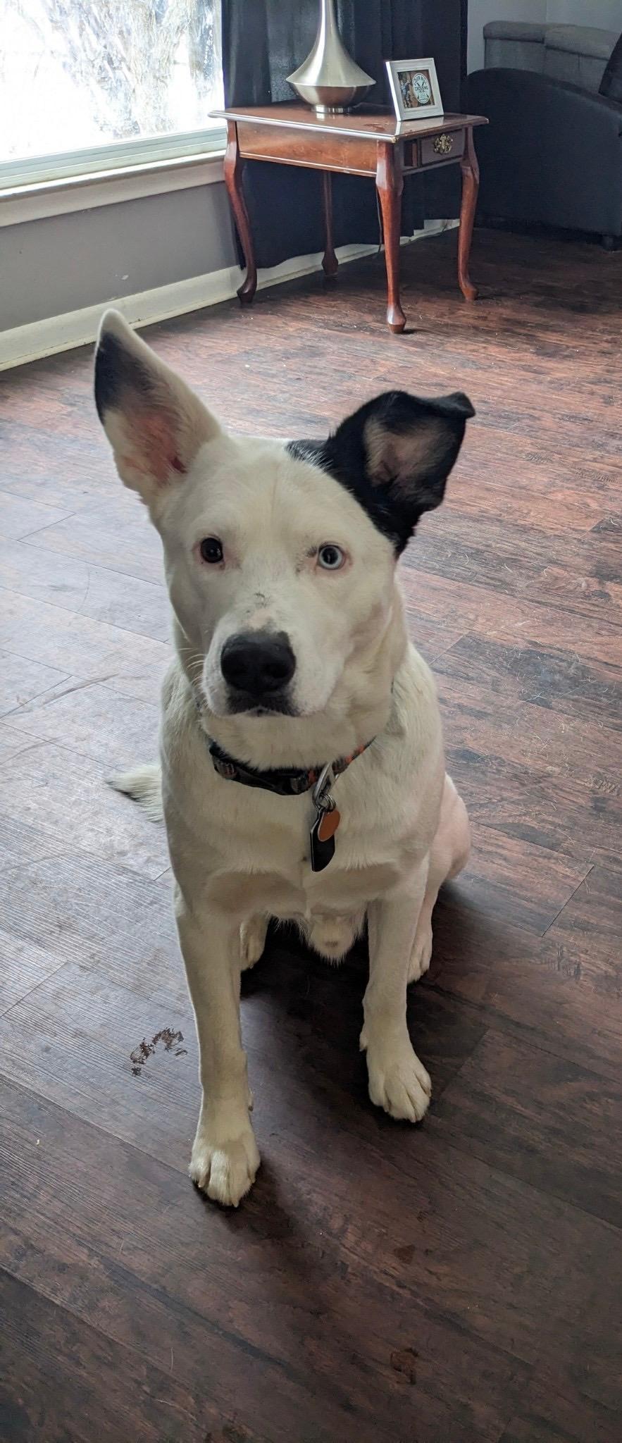 Enlarge Loki OS 1119, a Adoptable mixed breed in West Bloomfield, MI image 3/6