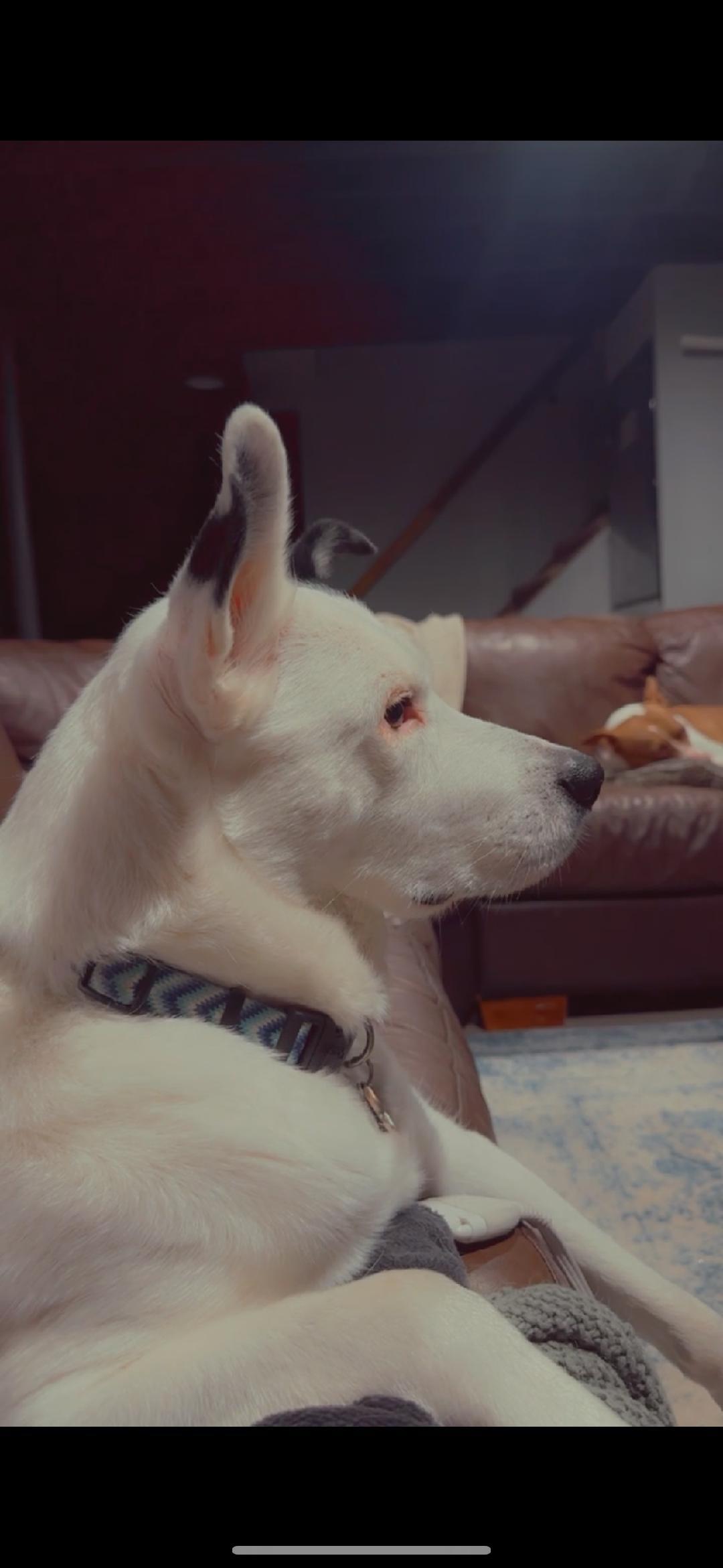 Enlarge Loki OS 1119, a Adoptable mixed breed in West Bloomfield, MI image 2/6