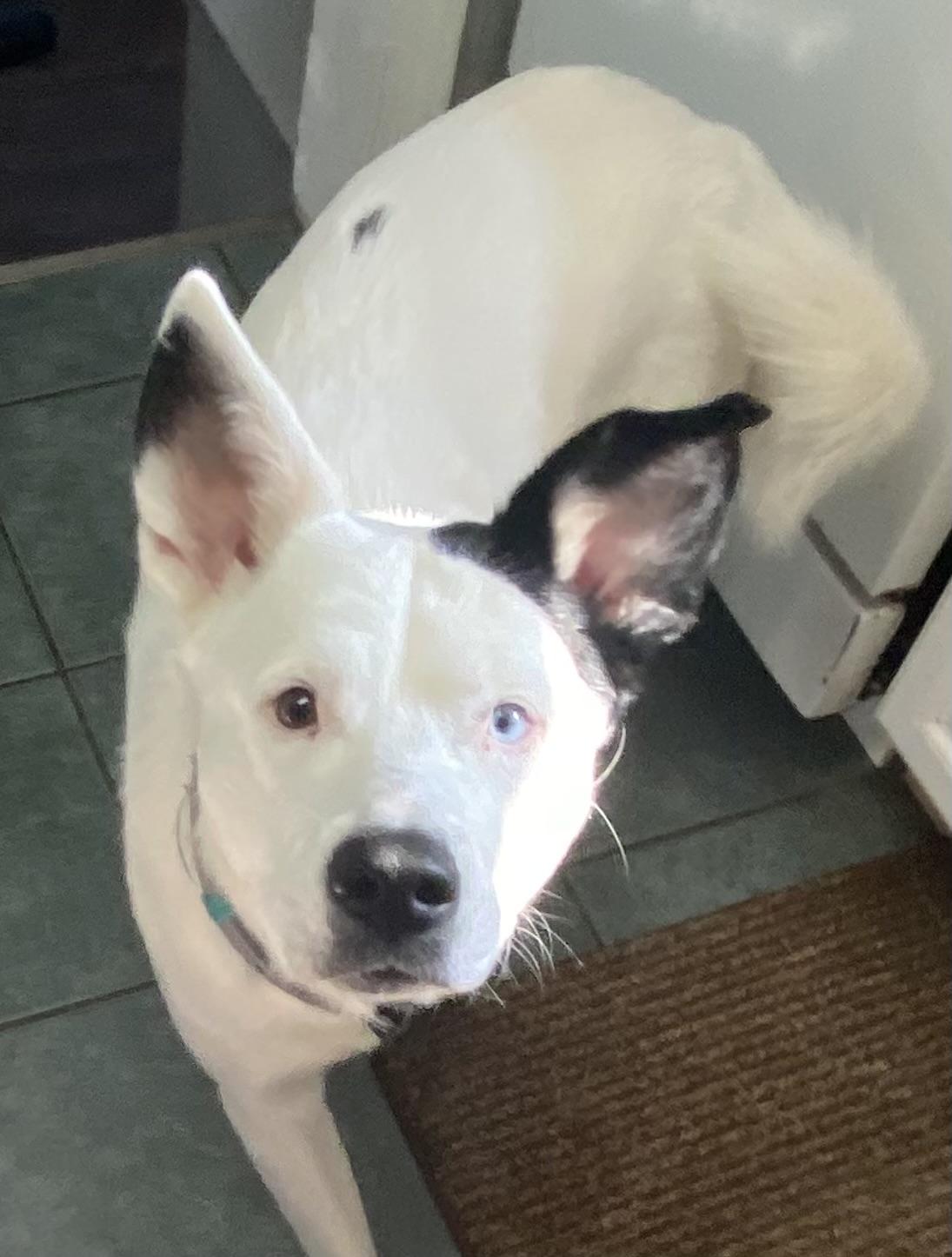 Enlarge Loki OS 1119, a Adoptable mixed breed in West Bloomfield, MI image 5/6