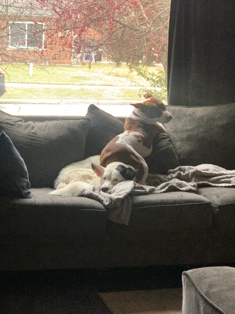 Enlarge Loki OS 1119, a Adoptable mixed breed in West Bloomfield, MI image 6/6