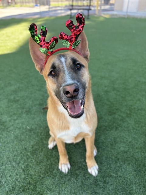 PALMER, Adoptable, Young Male German Shepherd Dog & Mixed Breed.