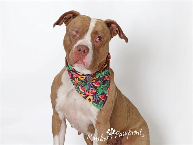 CHONA, Adoptable, Adult Female Mastiff & Mixed Breed.
