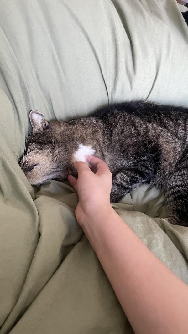 Sid, Adoptable, Senior Male Domestic Short Hair.