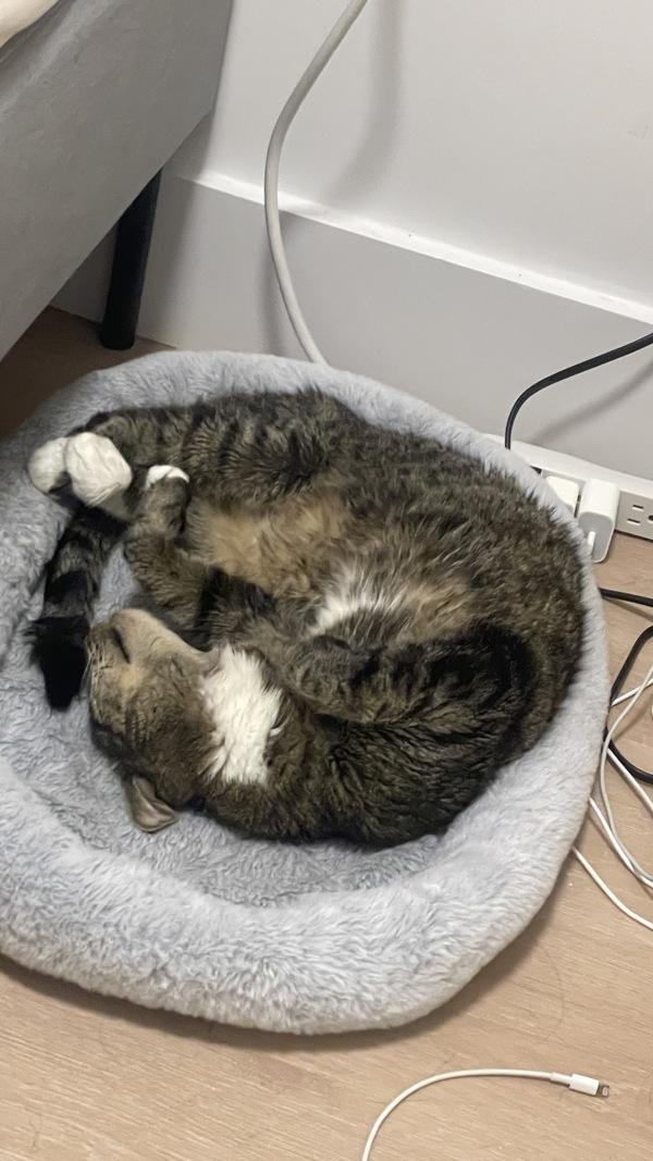 Sid, Adoptable, Senior Male Domestic Short Hair.