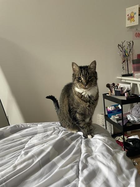 Enlarge Sid, a Adoptable mixed breed in New York, NY image 2/6