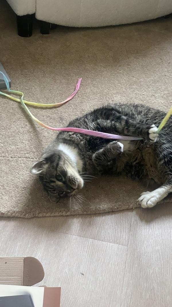 Enlarge Sid, a Adoptable mixed breed in New York, NY image 5/6