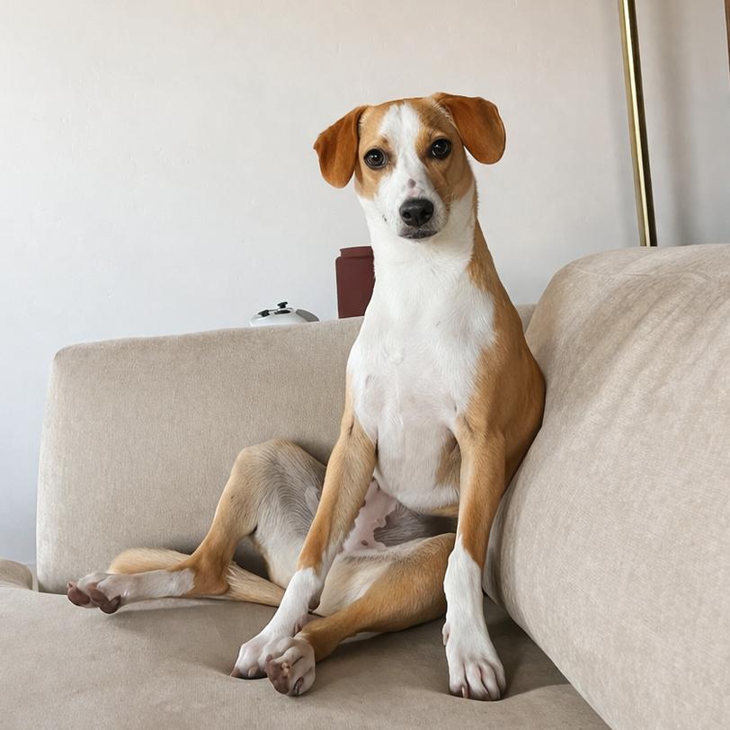 Georgie, Adoptable, Young Male Dachshund & Terrier.