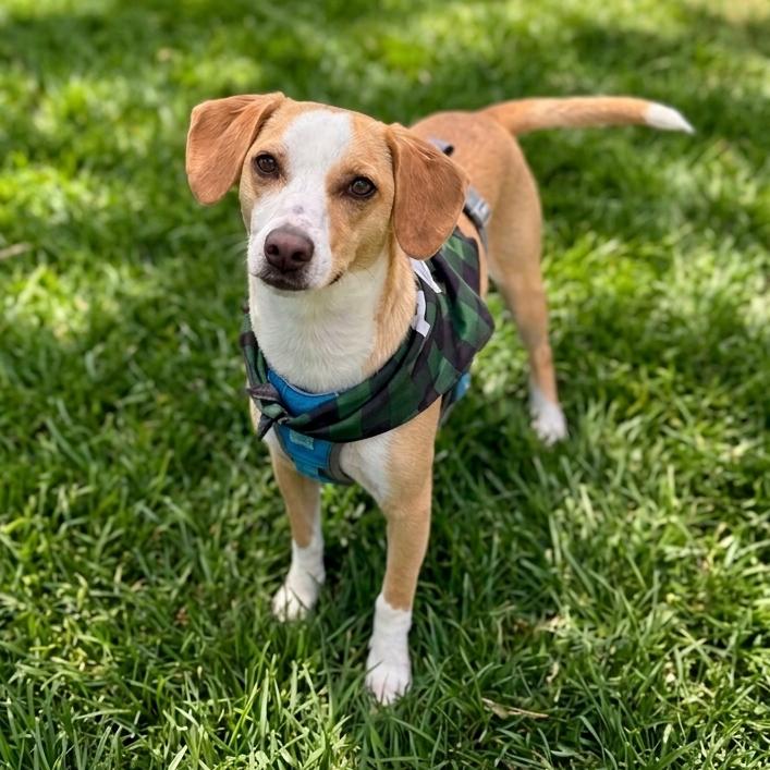 Georgie, a Adoptable mixed breed in San Diego, CA image 2/6