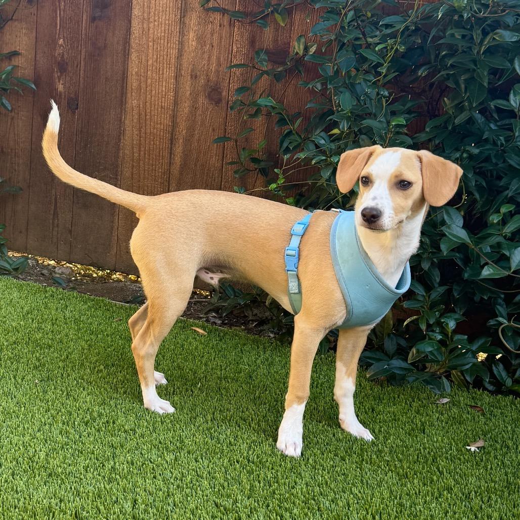 Georgie, a Adoptable mixed breed in San Diego, CA image 3/6