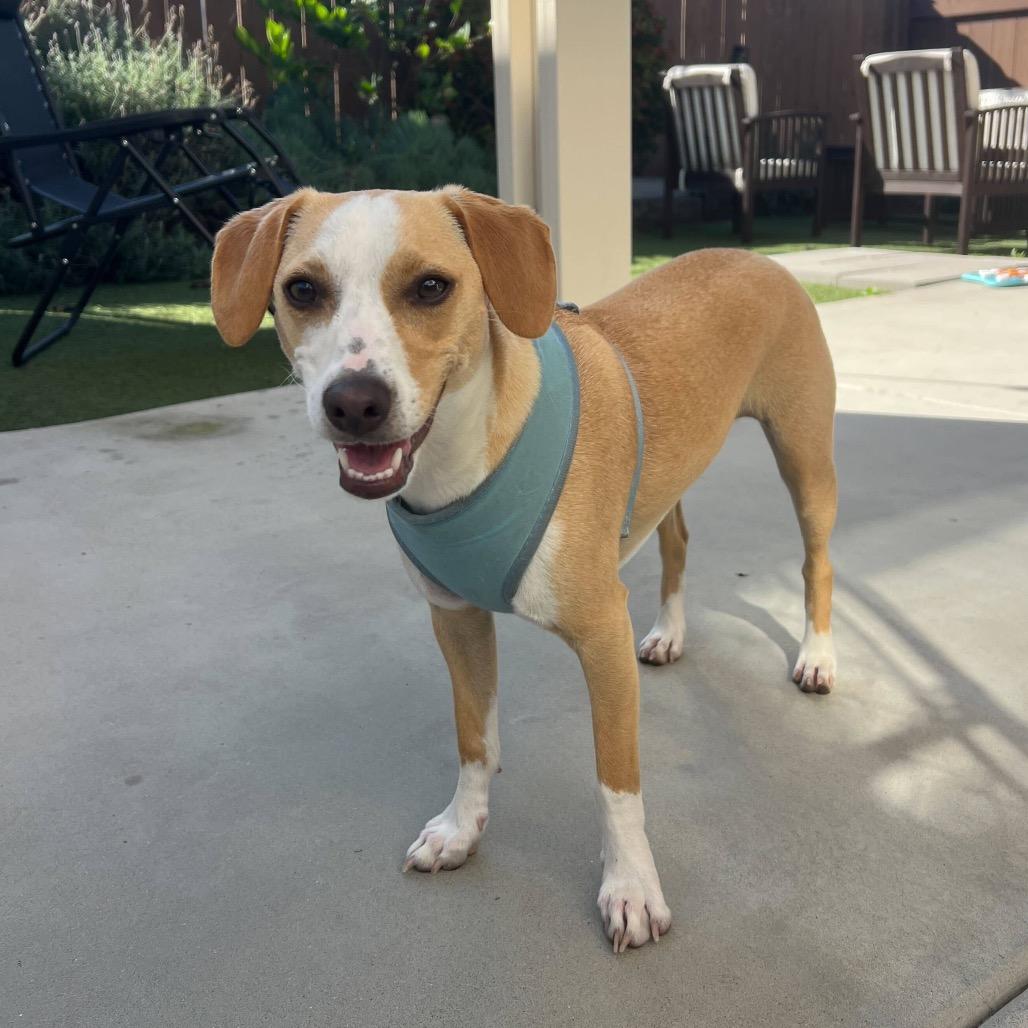 Georgie, a Adoptable mixed breed in San Diego, CA image 4/6