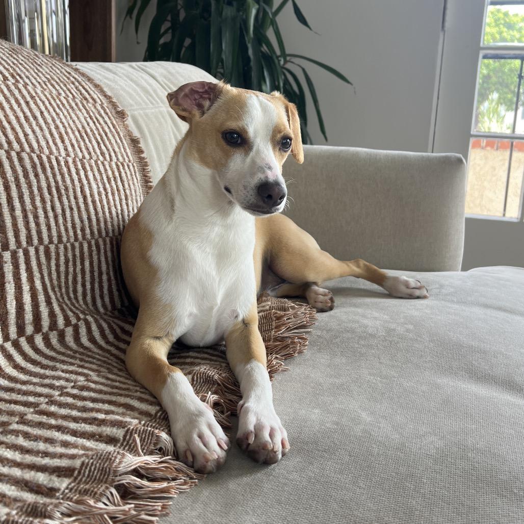 Georgie, a Adoptable mixed breed in San Diego, CA image 5/6
