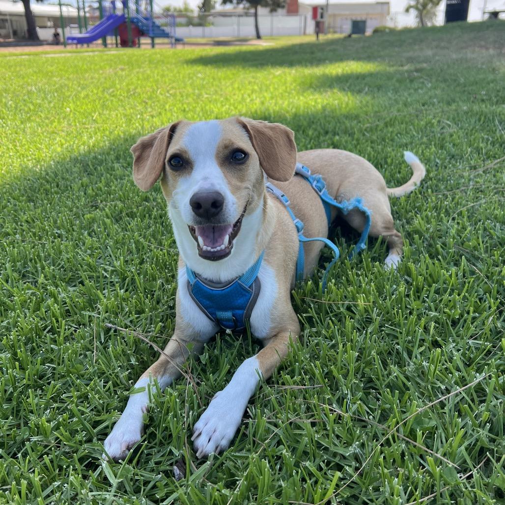 Georgie, a Adoptable mixed breed in San Diego, CA image 6/6