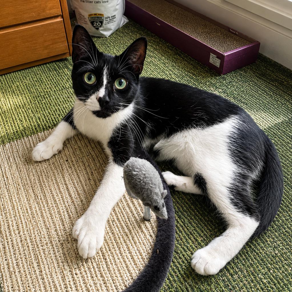 Enlarge Micha, a Adoptable Domestic Short Hair in Hopkinton, MA image 5/5