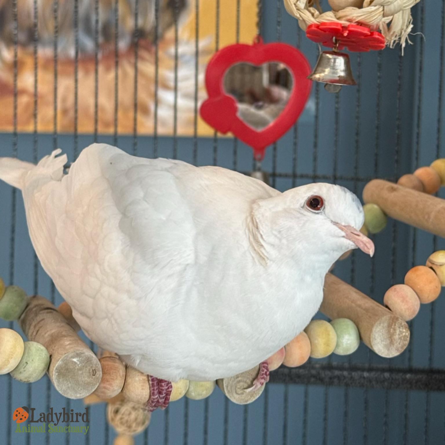 Diamond (bonded to Crystal), Adoptable, Adult Female Dove.