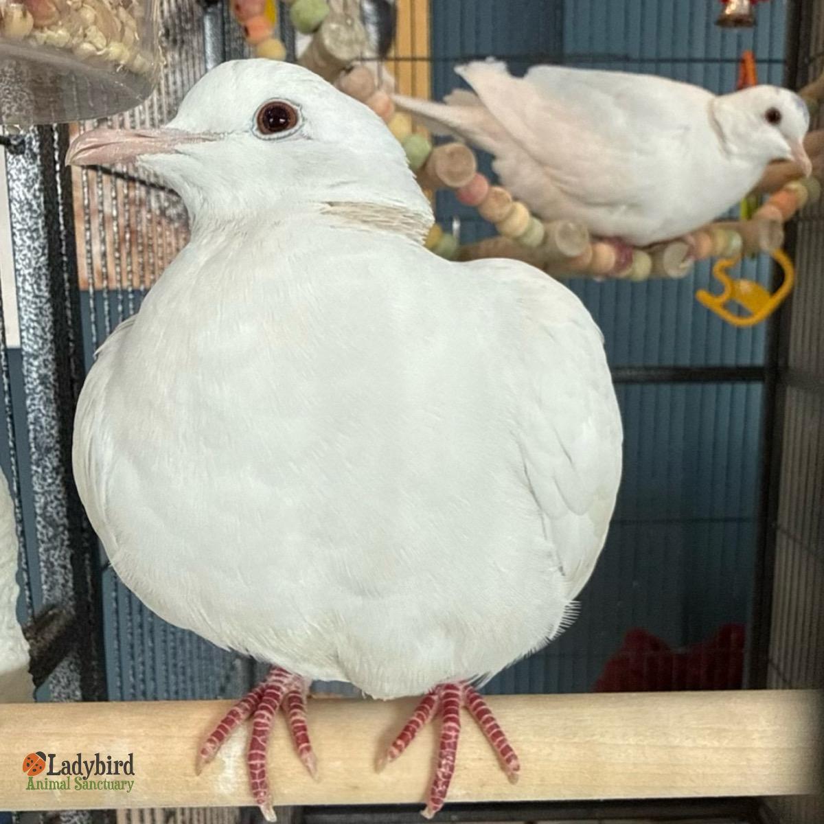 Enlarge Diamond (bonded to Crystal), a Adoptable Dove in Hamilton, ON image 3/4