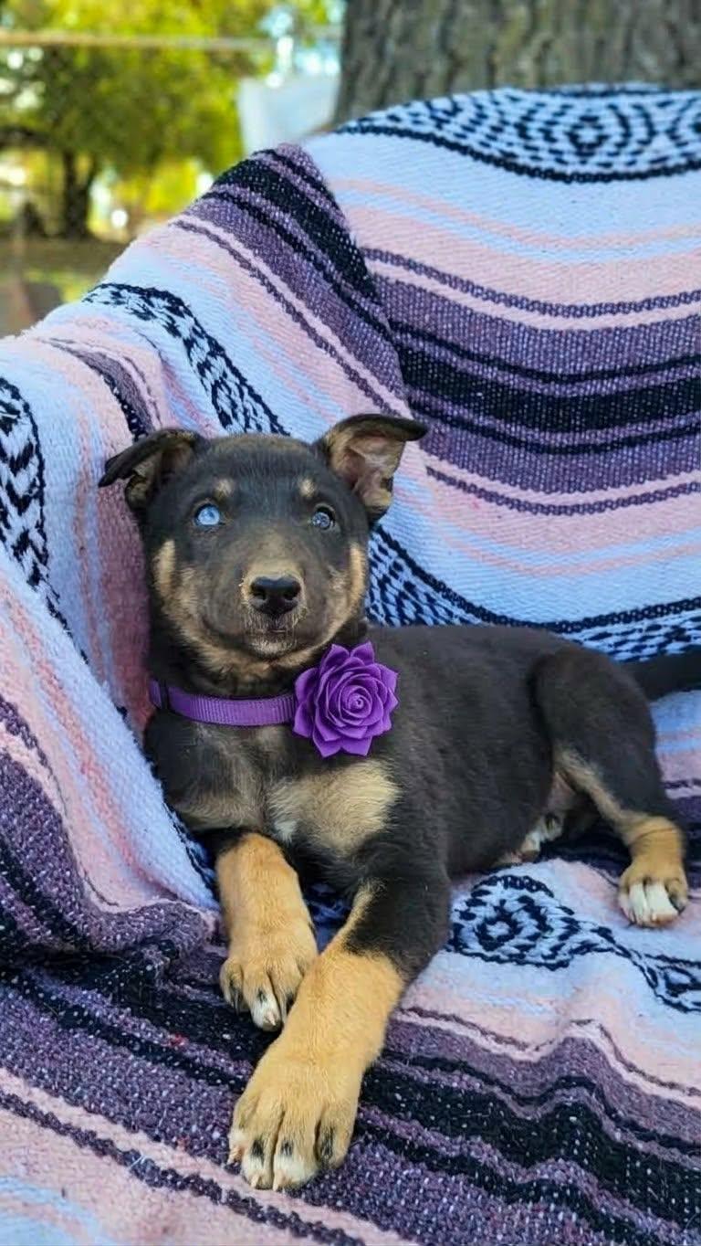 Enlarge Jessie, a Adoptable mixed breed in Temecula, CA image 1/1
