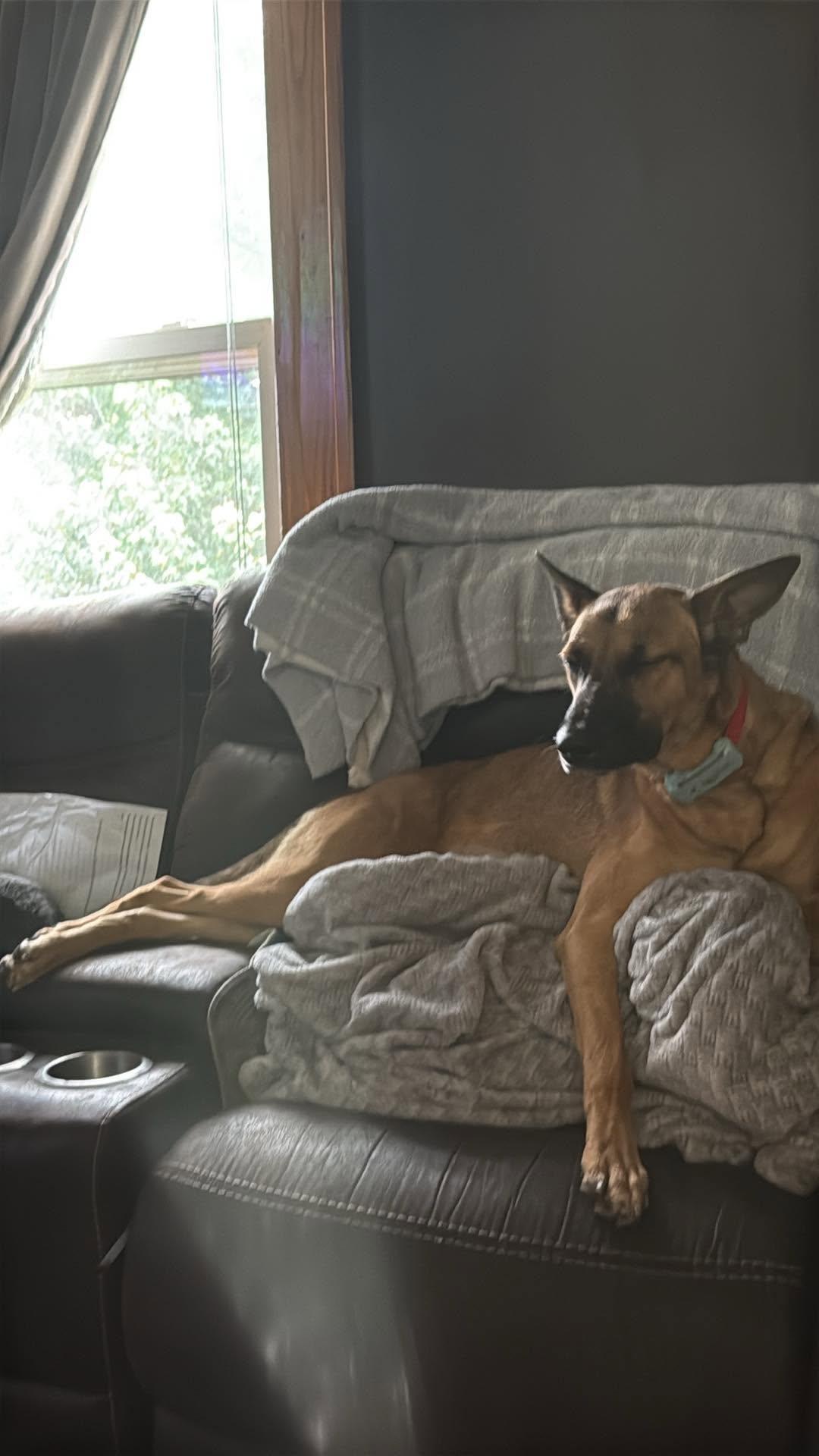 Enlarge Heather, a Adoptable mixed breed in Seward, NE image 3/4