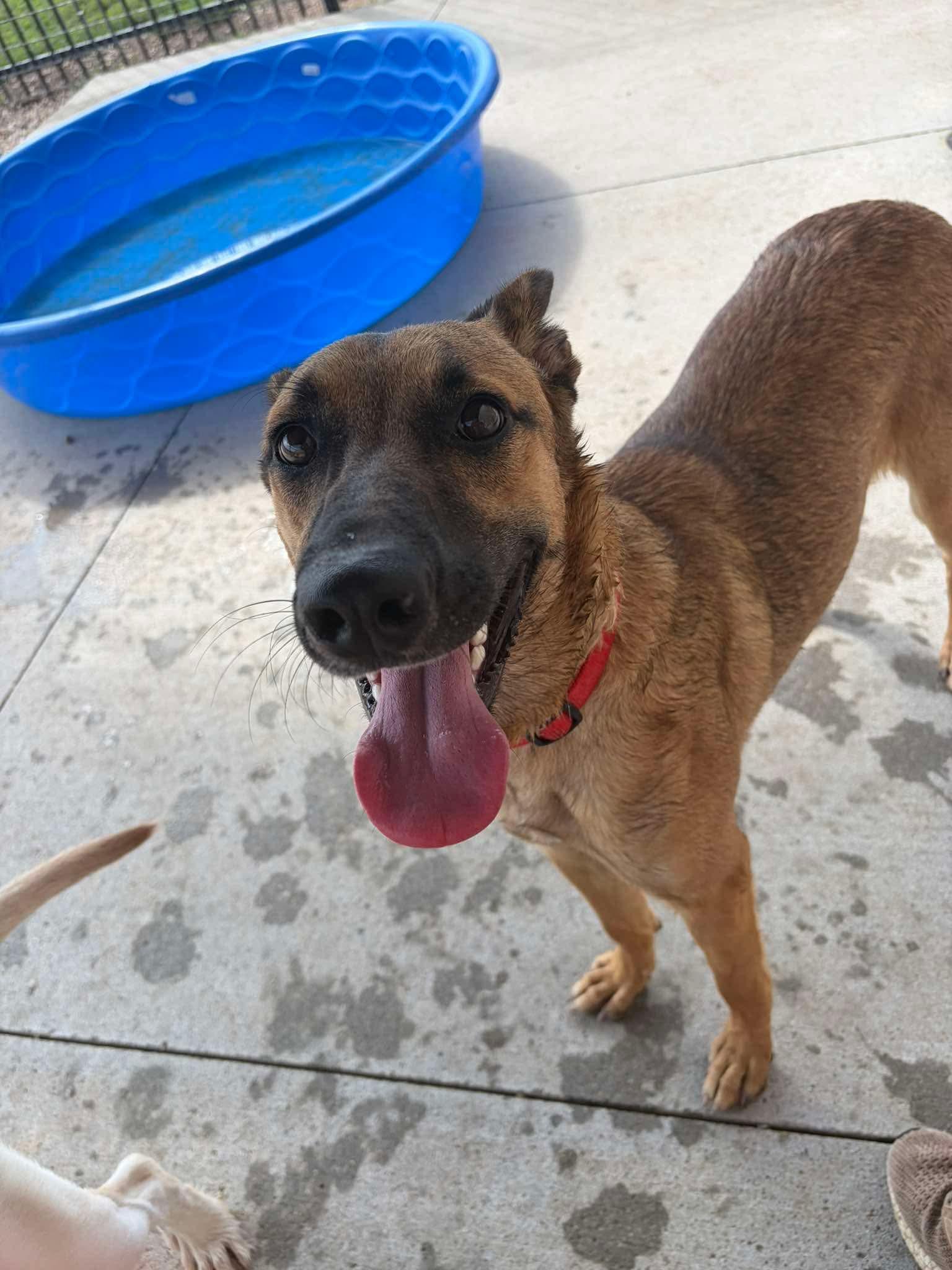 Heather, Adoptable, Young Female Belgian Shepherd / Malinois.