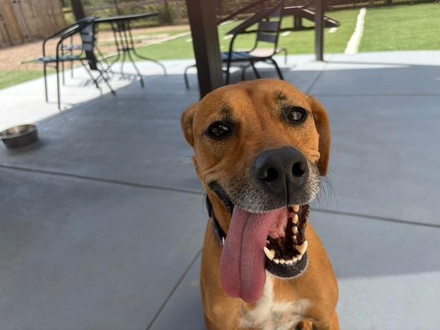 Heather, Adoptable, Young Female Belgian Shepherd / Malinois.