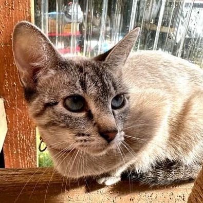 Enlarge Snow - Pretty Siamese, an adopted Siamese in Hoquiam, WA image 2/4