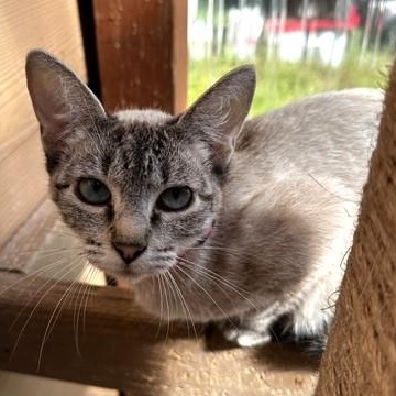 Snow - Pretty Siamese, adopted, Adult Female Siamese.