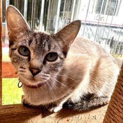 Enlarge Snow - Pretty Siamese, an adopted Siamese in Hoquiam, WA image 4/4