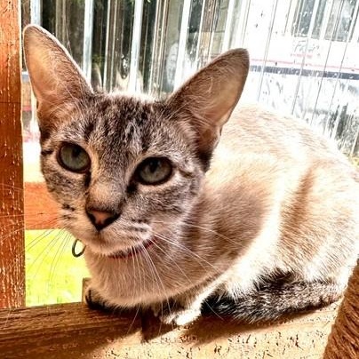 Enlarge Snow - Pretty Siamese, an adopted Siamese in Hoquiam, WA image 3/4