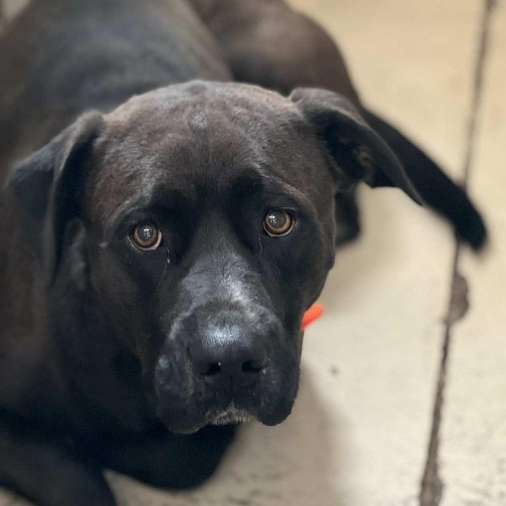 Orlando, Adoptable, Young Male Mixed Breed.