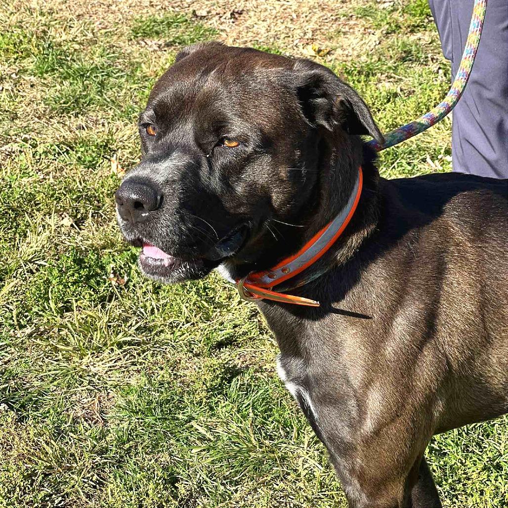 Enlarge Orlando, a Adoptable Mixed Breed in Huntington, WV image 2/5